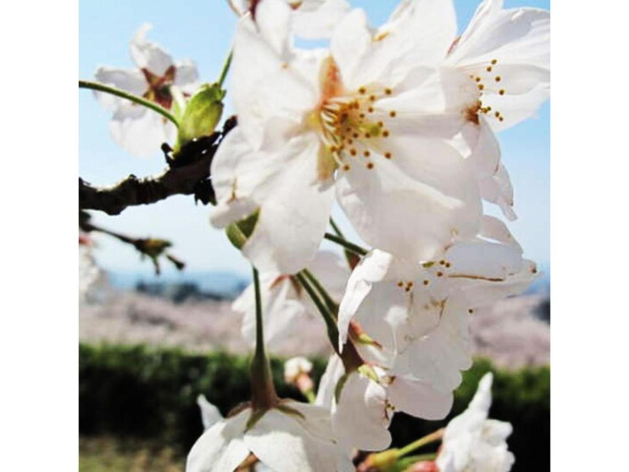 Tottori City Hotel / Vacation Stay 81358 Bagian luar foto